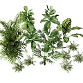 Elegant Indoor Plant Combination With Fern Monstera Palm And Fiddle Leaf Fig