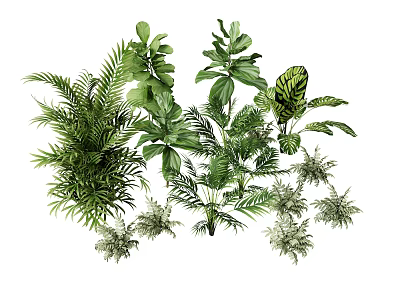 Elegant Indoor Plant Combination With Fern Monstera Palm And Fiddle Leaf Fig 3d model