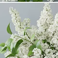 White Lilac Flowers Arrangement in Transparent Textured Vase with Green Leaves and Scattered Blooms