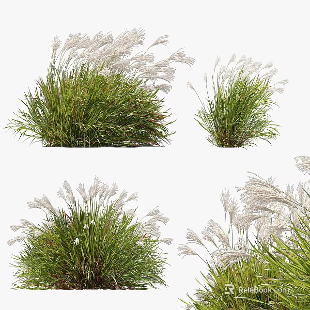 Decorative Ornamental Grass with Green Foliage and White Plumes for Garden Landscaping 3d model 