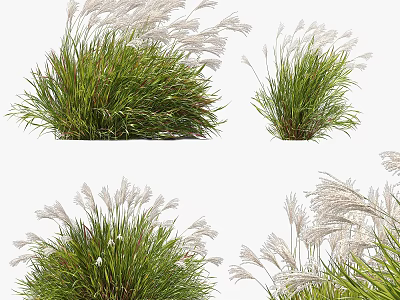 Decorative Ornamental Grass with Green Foliage and White Plumes for Garden Landscaping 3d model