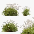 Decorative Ornamental Grass with Green Foliage and White Plumes for Garden Landscaping