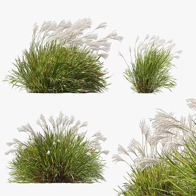 Decorative Ornamental Grass with Green Foliage and White Plumes for Garden Landscaping 3d model