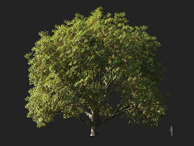 Lush Green Arbor With Dense Foliage And Strong Trunk In Natural View 3d model