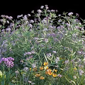 Vibrant Garden Flowers With Purple Yellow Blooms And Lush Green Leaves