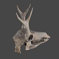 Detailed Dinosaur Skull Fossil Exhibit From University of Wyoming Collection