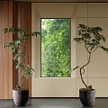 Two Indoor Bonsai Plants In Black Pots By Window With Green Foliage Outside