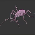 Detailed Black Insect With Long Legs And Antennae On Gray Background