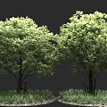 Lush Green Trees With Dense Foliage Surrounded By Grass And Pebbles 3d model