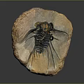 Fossilized Ancient Creature With Preserved Organs And Hair Like Setae On Stone