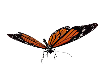 Detailed Monarch Butterfly With Black And Orange Spread Wings Flying Insect 3d model