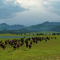 Beautiful Scenery Of Vast Grassland With Herd Of Running Horses Distant Mountains And Cloudy Sky