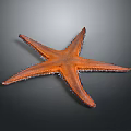 Closeup Of Vibrant Orange Starfish With Spiky Arms On Dark Background