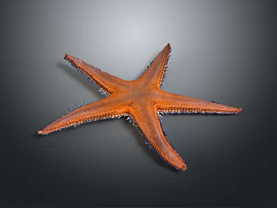 Closeup Of Vibrant Orange Starfish With Spiky Arms On Dark Background 3d model