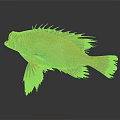 Vibrant Red Fish With Spiky Fins Prominent Eyes On Dark Reflective Background