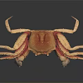 Crab With Orange Brown Body Large Claws And Long Legs On Black Reflective Surface