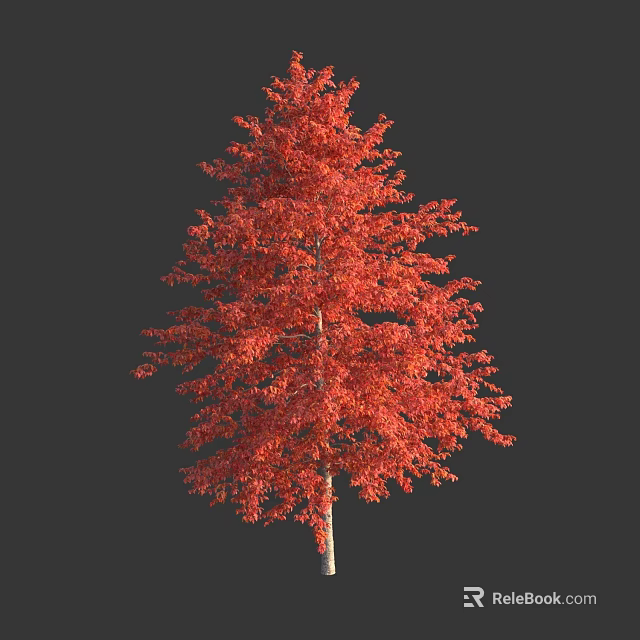 Tall Deciduous Tree With Vibrant Red Autumn Leaves Against Dark Background 3d model 