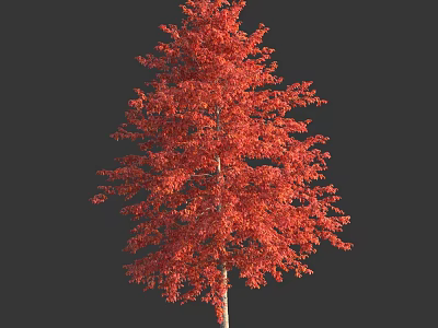 Tall Deciduous Tree With Vibrant Red Autumn Leaves Against Dark Background 3d model