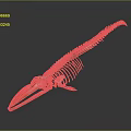 Highly Detailed Medical Device Whale Skeleton Anatomical Teaching Model for Education
