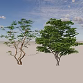 Two Arbor Trees With Curved Trunks Sparse Branches And Dense Green Foliage