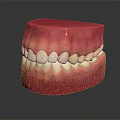 Detailed Anatomical Oral Organ Model Displaying Teeth And Gums Structure For Education