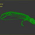 Detailed Complete Reptile Skeleton Resembling Lizard On Dark Background With Reflection
