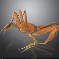 Orange Crab With Long Legs On Black Background Showing Reflection 3d model