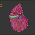 Abdominal Organ 3D Model Anatomical Structure With Pink Green Blue Components