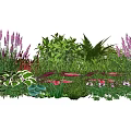 Colorful Plant Combination With Ferns Red Leaves Purple Flowers And Green Shrubs