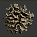 Coral Polyps Marine Animals Creating Hard Calcium Carbonate Structures 3d model