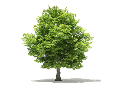 Lush Green Arbor With Dense Foliage Healthy Brown Trunk And White Background 3d model