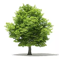 Lush Green Arbor With Dense Foliage Healthy Brown Trunk And White Background