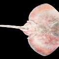 Pinkish Spotted Aquatic Animal Stingray With Diamond Shaped Body And Long Tail