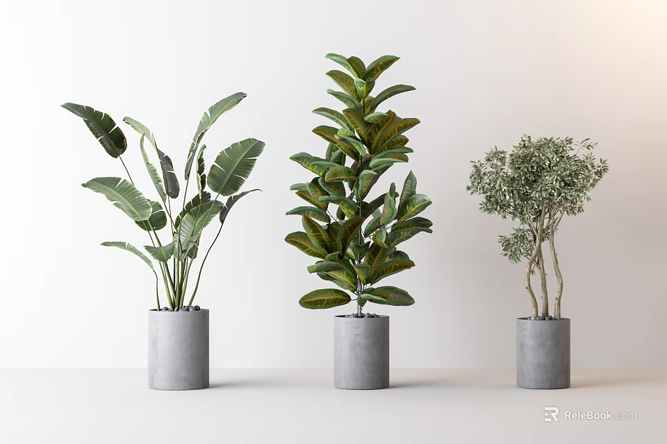 Indoor Potted Plants With Grey Cylindrical Pots And Different Green Foliage Shapes 3d model 