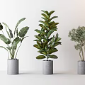 Indoor Potted Plants With Grey Cylindrical Pots And Different Green Foliage Shapes