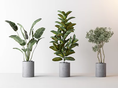 Indoor Potted Plants With Grey Cylindrical Pots And Different Green Foliage Shapes 3d model