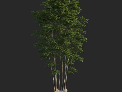 Lush Green Arbor With Multiple Trunks And Dense Foliage On Stone Base 3d model