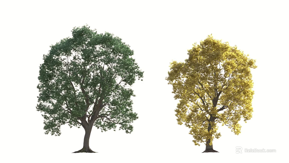 Two Trees with Green and Yellow Leaves and Lush Canopy and Healthy Trunk 3d model 