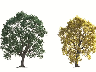 Two Trees with Green and Yellow Leaves and Lush Canopy and Healthy Trunk 3d model