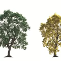 Two Trees with Green and Yellow Leaves and Lush Canopy and Healthy Trunk