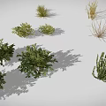 Different Types of 3D Rendered Plants Including Cacti Grasses and Shrubs on White Background