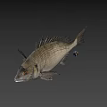 Fresh Whole Fish Seafood for Healthy Diet and Culinary Recipes