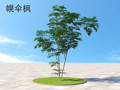 Graceful Octopus Tree With Lush Green Foliage On Circular Grass Plot Under Blue Sky 3d model