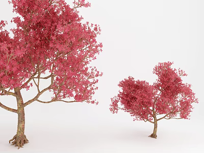 Two Arbor Trees With Vibrant Red Leaves In Different Sizes On White Background 3d model