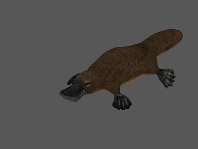 Brown Reptile With Webbed Feet And Duck Like Bill On Gray Background 3d model