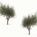 Two Arbor Trees With Lush Green Foliage And Brown Trunks On White Background