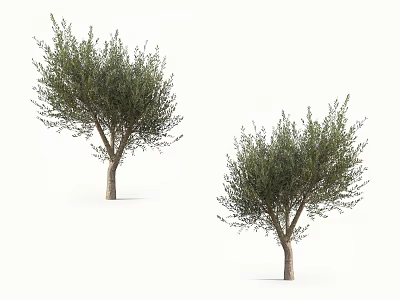 Two Arbor Trees With Lush Green Foliage And Brown Trunks On White Background 3d model