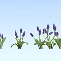 Purple Flowering Plants With Green Leaves In Spring Garden Bloom
