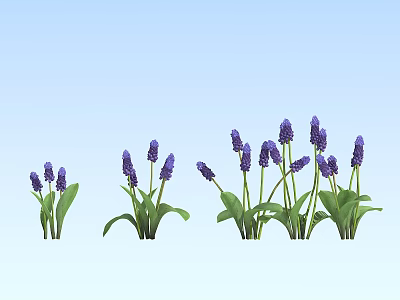 Purple Flowering Plants With Green Leaves In Spring Garden Bloom 3d model