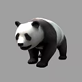Giant Panda Bear With Black And White Fur Standing On Gray Background